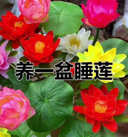 缤纷睡莲（花海中的五彩梦境）