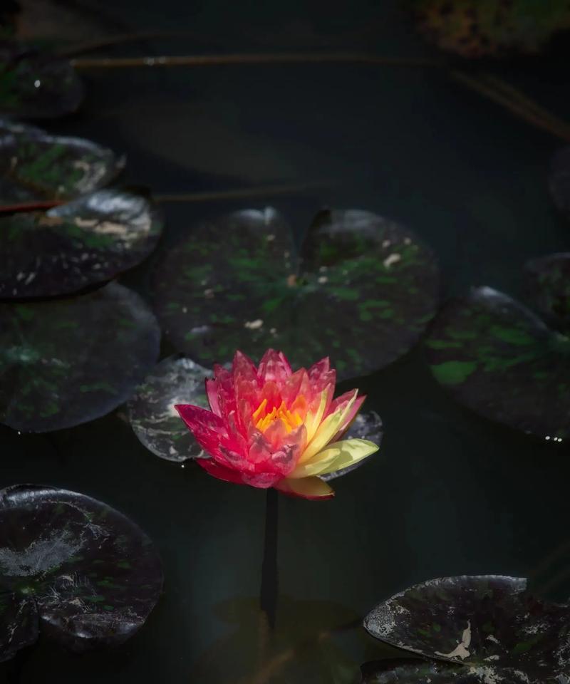 缤纷睡莲（花海中的五彩梦境）