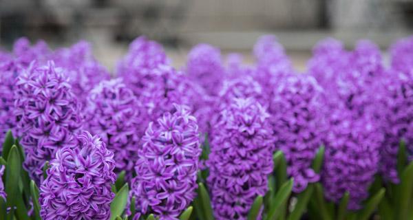 紫色风信子的花语与寓意（紫色风信子的美丽神秘与情感表达）