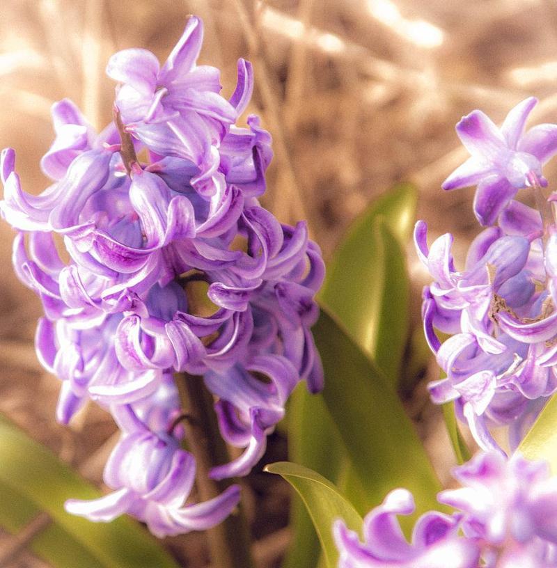 紫色风信子的花语与寓意（紫色风信子的美丽神秘与情感表达）