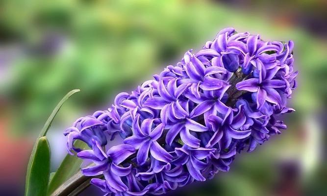 紫色风信子的花语与寓意（紫色风信子的美丽神秘与情感表达）
