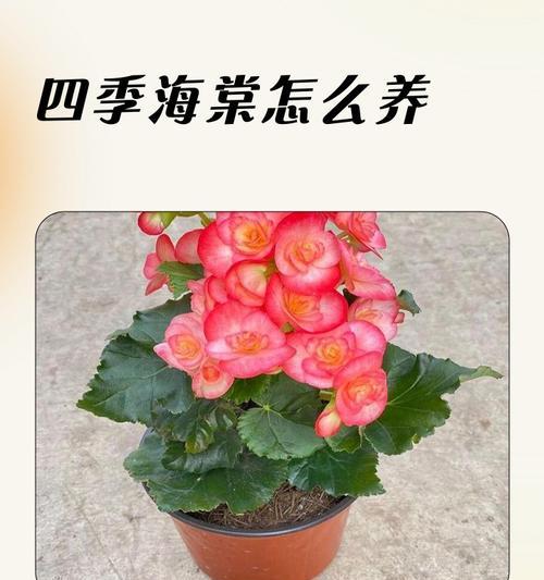四季海棠的花语与寓意（四季海棠的鲜艳与坚韧）