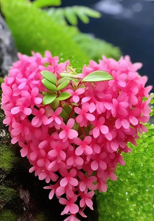 用百合花传递自信的力量（探索百合花背后的自信密码）