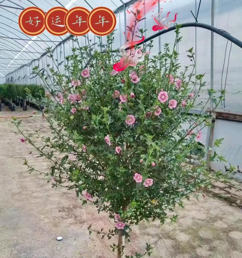 木槿花的花语及其意义（探寻木槿花的花语）