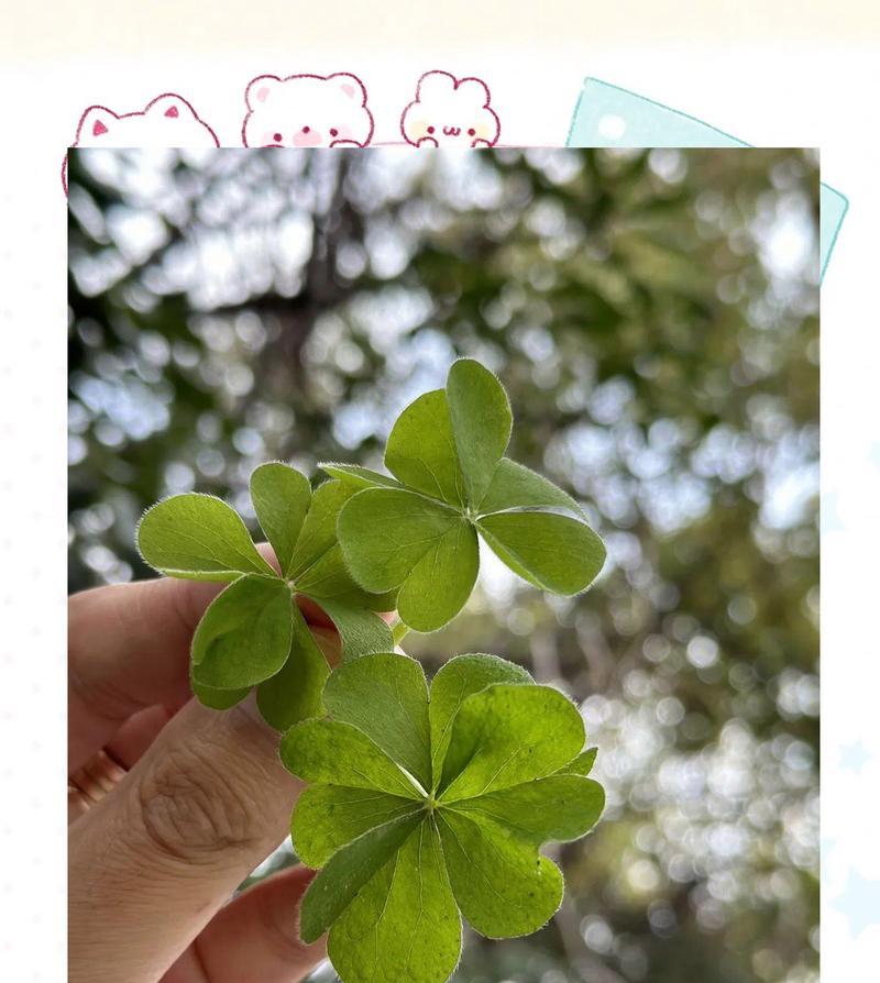 四叶草的寓意——幸运与希望（探寻四叶草的象征意义及传说）