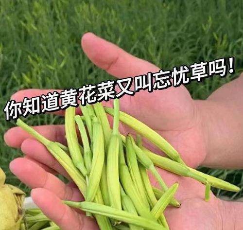 忘忧草的花语（用忘忧草传递幸福）