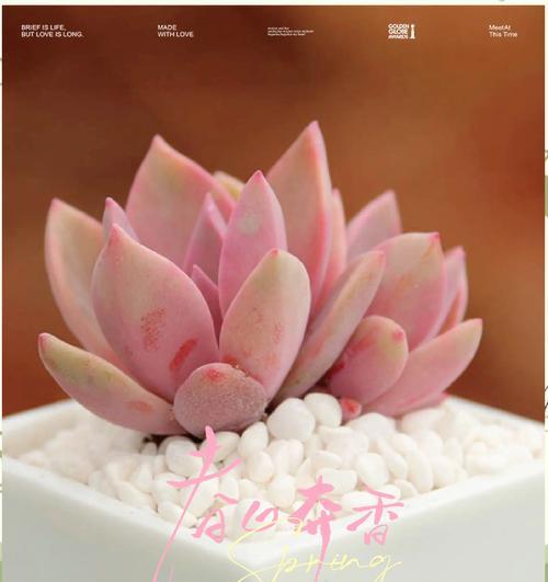 初恋的花开（以什么花代表初恋）