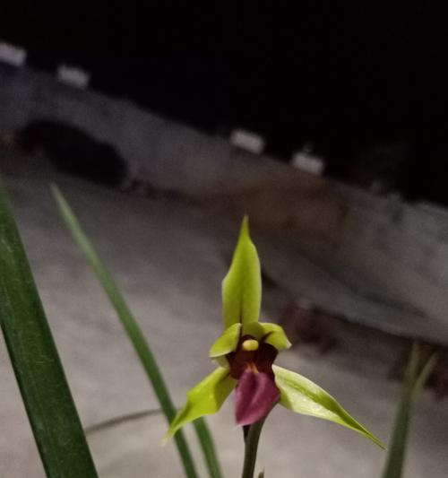 初恋的花开（以什么花代表初恋）