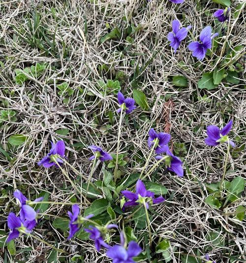 紫花地丁花语及其寓意（探索紫花地丁的丰富花语意义）