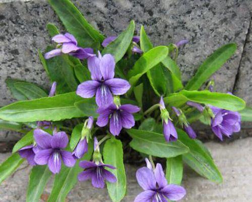 紫花地丁花语及其寓意（探索紫花地丁的丰富花语意义）