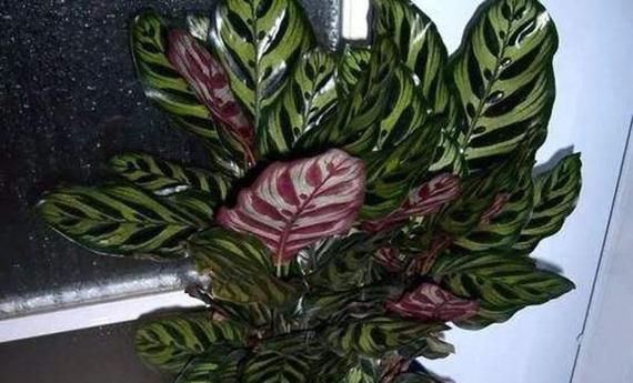 孔雀竹芋的花语及意义解读（探寻孔雀竹芋之美）