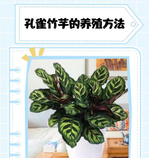 孔雀竹芋的花语及意义解读（探寻孔雀竹芋之美）
