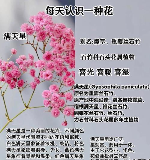 满天星的象征意义与传承（寓意深远的满天星花——恋人之花与纪念之花）