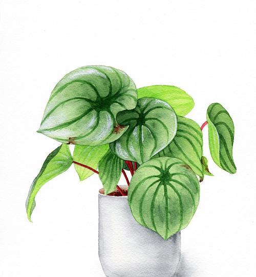 绿萝花语的由来与喻意（探寻绿萝花语的起源及其象征意义）