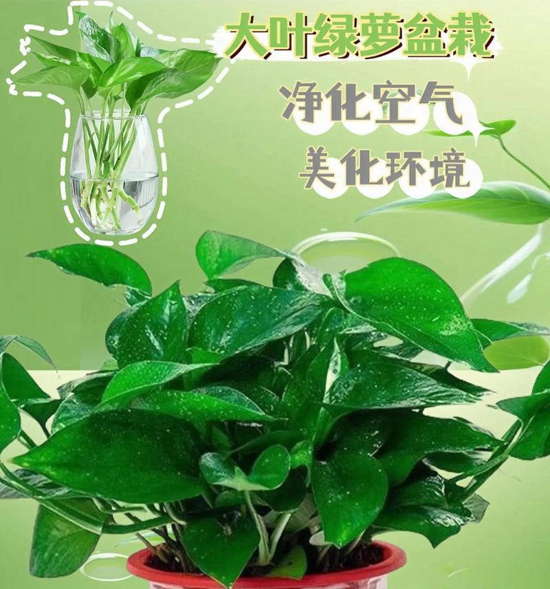 绿萝花语的由来与喻意（探寻绿萝花语的起源及其象征意义）