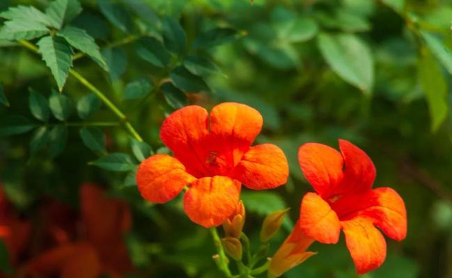 花语坚韧-以菊花为主题的花语（菊花）