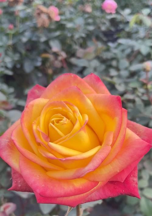 菊花（菊花的文化象征与传统意义）