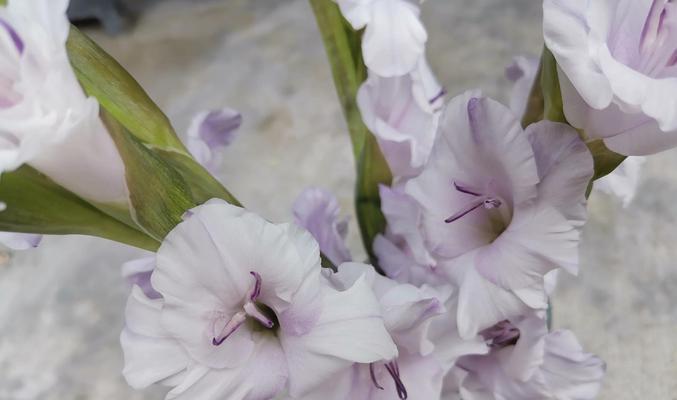 紫色花卉的神秘花语（探索紫色花卉的花语世界）